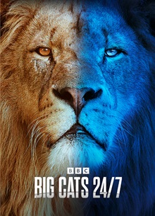 Big Cats 24/7