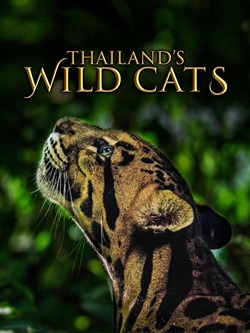 Thailand’s Wild Cats